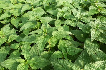 stinging nettles