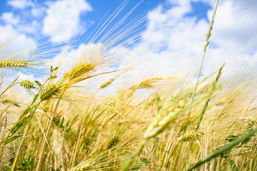 Obraz premium Golden wheat field with blue sky in background