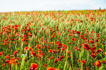 beautiful bright red poppy flowers