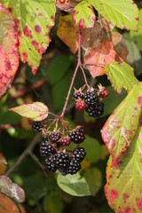 Forest blackberries
