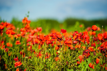 beautiful bright red poppy flowers with blue sky in background
