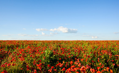 beautiful bright red poppy flowers with blue sky in background