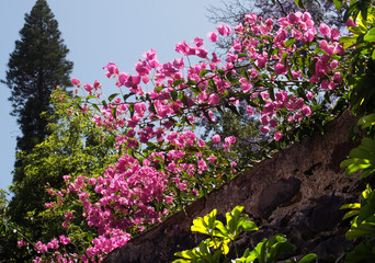 Madeira Blütenpracht