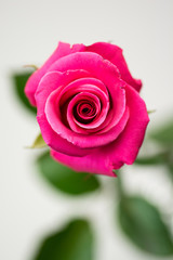 Naklejka premium 紅い薔薇