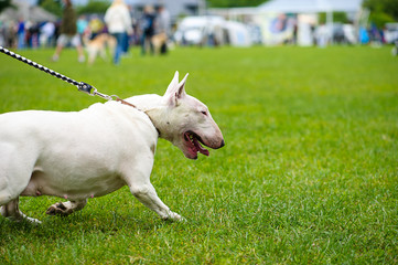 Bull Terrier Dog