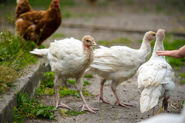 turkeys