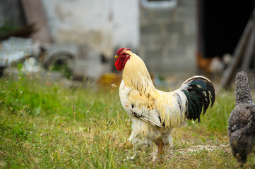 chicken