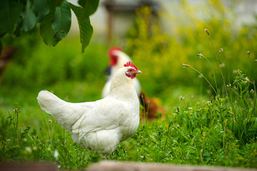 Fototapeta premium chicken