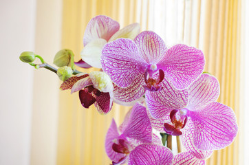 Beautiful blooming orchid