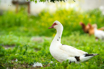 Duck