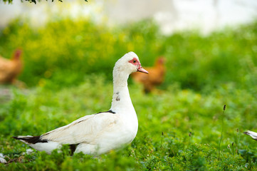Duck
