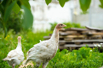 turkeys