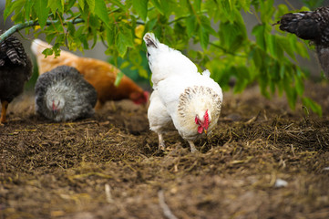 chicken