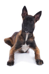 Malinoiswelpe auf weißem Hintergrund