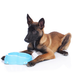 Malinois Welpe an Napf isoliert