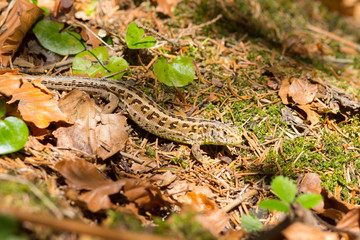 Lizard on the ground