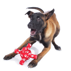 Malinois Welpe mit Spielzeug isoliert