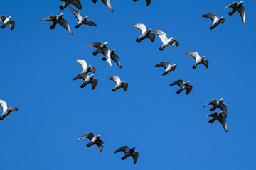 Taubenschwarm am Himmel