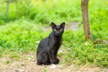 Naklejka na ściany i meble black cat on green grass
