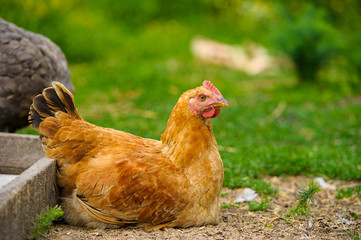 chicken