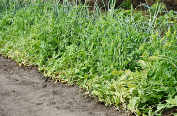 Rows of different plants in a vegetable plot