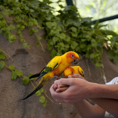 Sun parakeet (Aratinga solstitialis)