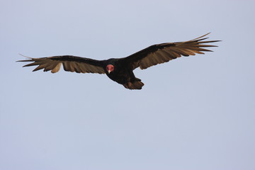 uccello rapace isole ballestas penisola di paracas perù
