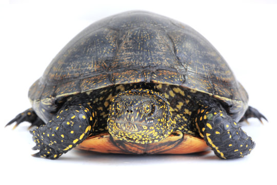Turtle-Shell Images – Browse 695 Stock Photos, Vectors, and Video ...