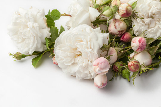 Roses