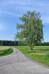 Fototapeta na wymiar Country road and lonely tree