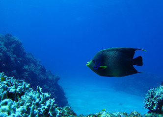 サザナミヤッコ