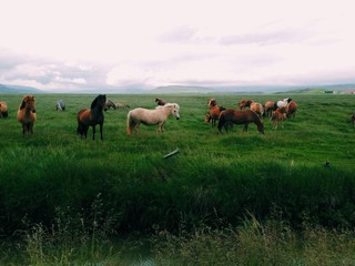 Icelandic horses near Varmahild, Iceland