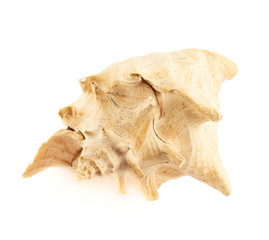 Seashell isolated over the white