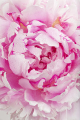 Pink peony flower, close-up