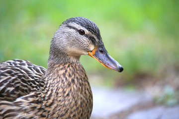 Ente