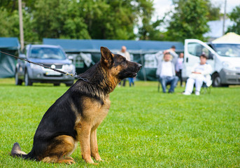 Dog on green grass