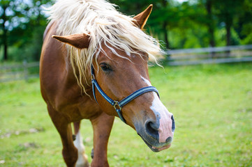 Obraz premium Horse in meadow. Summer day