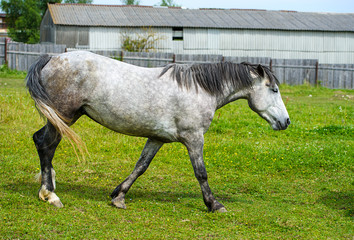 Fototapeta na wymiar Horse in meadow. Summer day