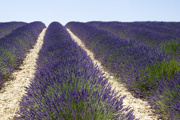 Naklejka na ściany i meble Lavender field in Valensole, South-eastern France