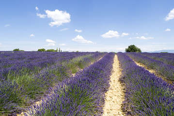 Obraz na płótnie Canvas Lavender field in Valensole, South-eastern France