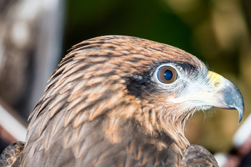 Head Shot of Black Kite