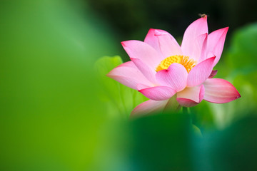 beautiful pink waterlily or lotus flower in pond