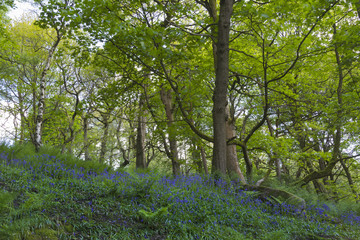 Bluebell forest