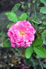 Fototapeta premium close up pink rose. Floribunda