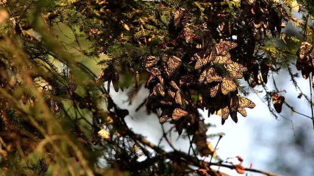 Monarch Butterfly Biosphere Reserve, Mexico