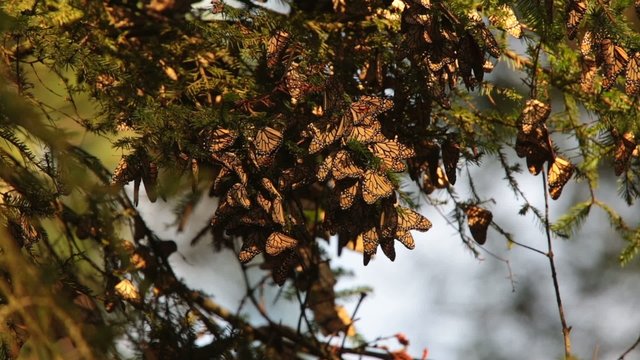 Monarch Butterfly Biosphere Reserve, (Mexico)