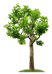 Stark geschnittene Platane als Freisteller