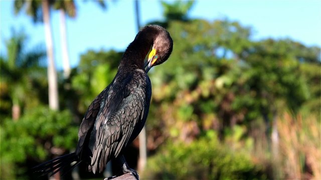 Anhinga (Anhinga anhinga) stretching wings