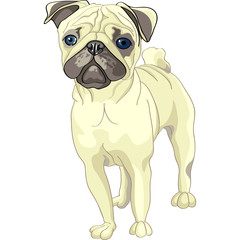 vector sketch dog fawn pug breed