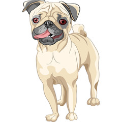 vector sketch dog smile fawn pug breed
